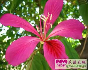 紫荆花的花语：亲情、兄弟合睦