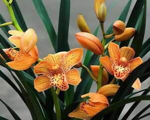 活的“香水花”，家里养一盆，有品位、气质佳！