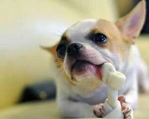 “狗不能吃什么水果”误食后有什么后果