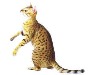 埃及猫的性格特点如何