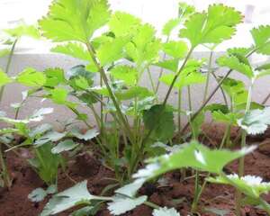阳台香菜的种植方法