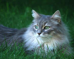 别让猫咪做素食主义者