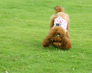 狗狗饲喂注意事项之吃零食的讲究