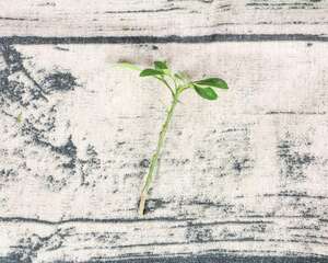 米兰花掉叶子怎么办