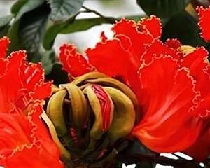 火烧花