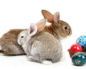 散装兔粮的营养成分