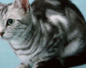 猫咪食物过敏怎么办