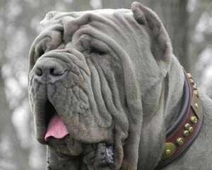 纽波利顿獒犬多少钱？纽波利顿獒犬价格