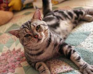 检查猫咪是否口臭的五个方法