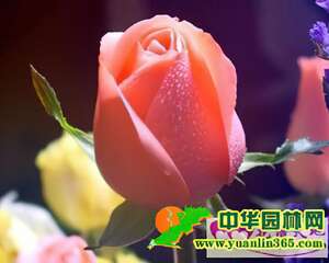 粉玫瑰花语：喜欢你那灿烂的笑容