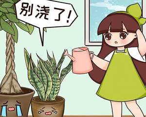 不敢用淘米水了，浇完花就死，土里都是虫！