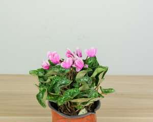 仙客来花期怎么延长