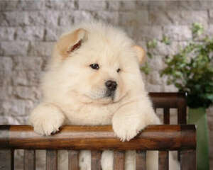 松狮成犬喂养中的7点小常识
