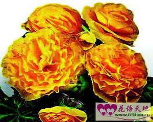球根海棠的花语：亲切、单相思