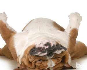 为什么狗狗会打呼噜，狗狗打呼噜的原因是什么？