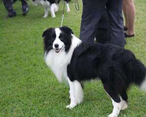 边境牧羊犬价格大盘点