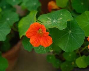 旱金莲什么时候可以种