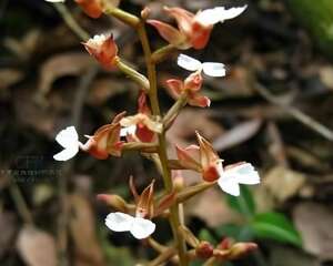 艳丽齿唇兰图片