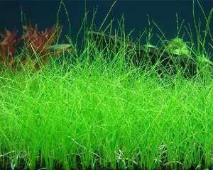 牛毛毡怎么种植和栽培