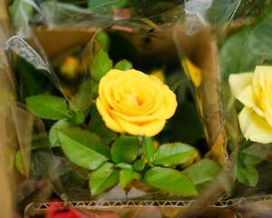 月季树移栽注意事项