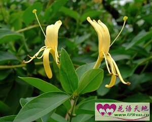 金银花的花语：诚实的爱、真爱