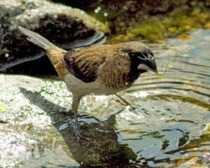 十姐妹文鸟的品种介绍