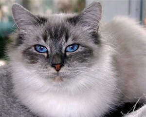 想好这些再养猫