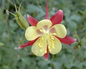 大火草怎么栽培