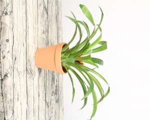 鸿运当头中间枯萎了，花谢了怎么剪