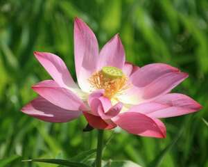 莲花如何正确养护，莲花在家可以养吗