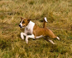 如何避免狗狗运动伤害