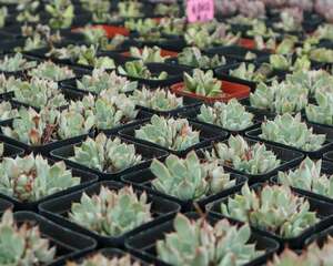 多肉长高了怎么处理方法