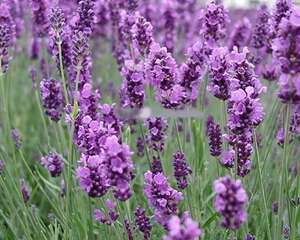 薰衣草 香水植物 拉文达