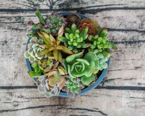 多肉植物图片及名称