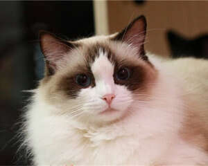 猫咪感染弓形虫的初期症状是什么