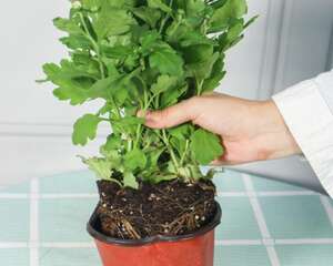 春天这么养菊花，开花拳头大，1盆立马变100盆！