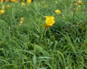 阳台如何养萱草，需要注意什么