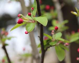 家里养海棠花不吉利真的吗