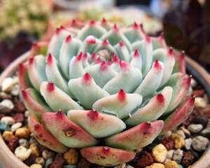 桃太郎Echeveria cv Momotarou