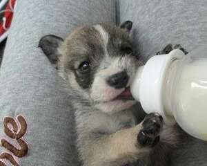 狗狗是否需要补钙以及如何正确补钙