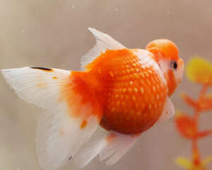 适合给金鱼防病消毒的药物介绍