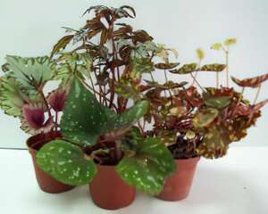 觀葉秋海棠的栽种培养管理(图)