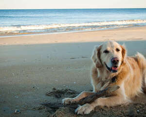 你真的准备好带狗狗外出旅行了吗