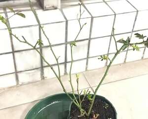 花养成光杆司令，赶紧这么救，3天冒新芽！