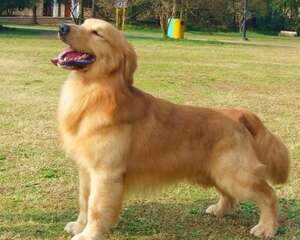 春季护理狗狗毛发要点