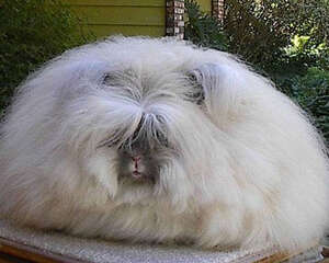 安哥拉兔的毛发能有多长