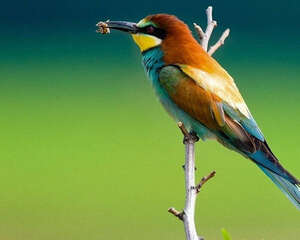 养鸟注意营养问题