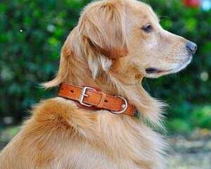 狗狗项圈怎么挑选
