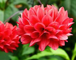 11月，这花要挖出来，明年春天再种！