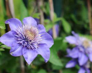 铁线莲怎样才能多开花